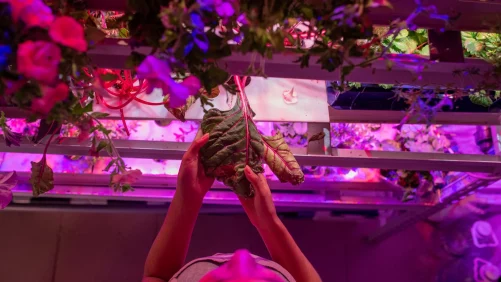 Space Farms: Growing Food on Mars and Beyond